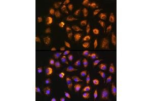 Immunofluorescence analysis of L929 cells using FGF2 Rabbit pAb (ABIN3020744, ABIN3020745, ABIN3020746 and ABIN6213702) at dilution of 1:100 (40x lens). (FGF2 抗体  (AA 143-288))