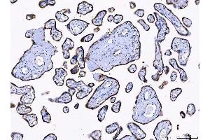 IHC analysis of LNPEP using anti-LNPEP antibody (ABIN7600279). (LNPEP 抗体  (AA 17-994))