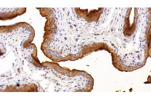 Detection of UPK2 in Rat Bladder Tissue using Polyclonal Antibody to Uroplakin 2 (UPK2) (Uroplakin 2 抗体  (AA 26-153))