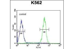 FBXW12 Antibody (C-term) (ABIN654226 and ABIN2844060) flow cytometric analysis of K562 cells (right histogram) compared to a negative control cell (left histogram). (FBXW12 抗体  (C-Term))