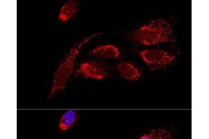 Confocal immunofluorescence analysis of U2OS cells using ATP5H Polyclonal Antibody at dilution of 1:100. (ATP5H 抗体)