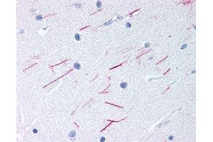 Anti-GPR68 antibody IHC of human brain, cerebellum. (GPR68 抗体  (Cytoplasmic Domain))