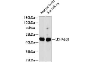 Western blot analysis of extracts of various cell lines, using LDHB antibody (ABIN7268168) at 1:1000 dilution. (LDHAL6B 抗体  (AA 1-80))