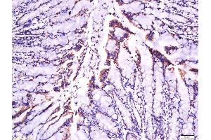 Paraformaldehyde-fixed, paraffin embedded rat intestine tissue, Antigen retrieval by boiling in sodium citrate buffer(pH6) for 15min, Block endogenous peroxidase by 3% hydrogen peroxide for 30 minutes, Blocking buffer (normal goat serum) at 37°C for 20min, Antibody incubation with Rabbit Anti-Laminin Polyclonal Antibody, Unconjugated  at 1:500 overnight at 4°C, followed by a conjugated secondary and DAB staining (Laminin 抗体  (AA 901-1000))