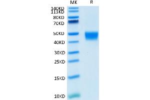 Biotinylated Mouse MSLN on Tris-Bis PAGE under reduced condition. (Mesothelin Protein (MSLN) (AA 298-600) (His tag,Biotin))