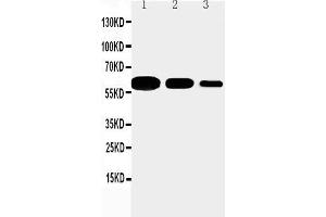 Anti-CD40 antibody, Western blotting Lane 1: Recombinant Mouse CD 40 Protein 10ng Lane 2: Recombinant Mouse CD 40 Protein 5ng Lane 3: Recombinant Mouse CD 40 Protein 2. (CD40 抗体  (N-Term))