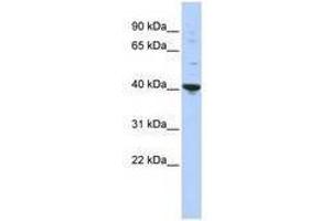 Image no. 1 for anti-Purine-Rich Element Binding Protein A (PURA) (AA 35-84) antibody (ABIN6740553)
