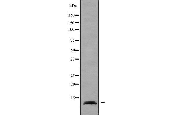 ELOF1 antibody  (Internal Region)