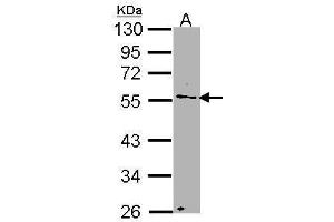 WB Image Sample (30 ug of whole cell lysate) A: H1299 10% SDS PAGE antibody diluted at 1:1000 (NUP50 抗体  (C-Term))