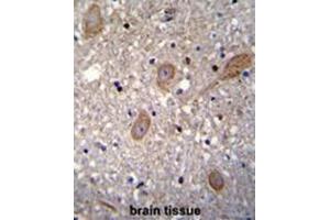 BRTC1 Antibody (N-term) immunohistochemistry analysis in formalin fixed and paraffin embedded human brain tissue followed by peroxidase conjugation of the secondary antibody and DAB staining. (BTRC 抗体  (N-Term))