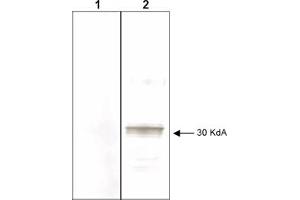 Mab anti-Human LEFTY antibody (clone 7C5G1H6H10) is shown to detect by western blot partially purified recombinant 6X His tagged human LEFTY.
