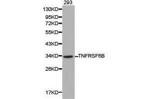 Western Blotting (WB) image for anti-Tumor Necrosis Factor Receptor Superfamily, Member 6b, Decoy (TNFRSF6B) antibody (ABIN1875137) (TNFRSF6B 抗体)