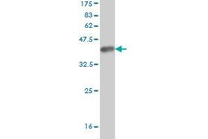 Western Blot detection against Immunogen (36. (RNF103 抗体  (AA 501-599))