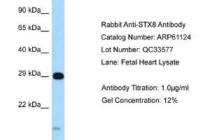 Western Blotting (WB) image for anti-Syntaxin 8 (STX8) (C-Term) antibody (ABIN2788685) (STX8 抗体  (C-Term))