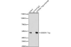 Immunoprecipitation analysis of 200 μg extracts of 293Ttransfected with GSK3B Protein cells using 3 μg Mouse anti DDDDK-Tag mAb antibody (ABIN3020558, ABIN3020559, ABIN3020560 and ABIN1512923).