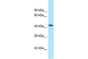 Western Blotting (WB) image for anti-Zinc Finger, HIT-Type Containing 2 (ZNHIT2) (C-Term) antibody (ABIN2788327)