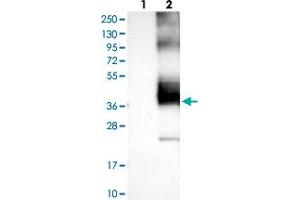 Western blot analysis of Lane 1: Negative control (vector only transfected HEK293T lysate), Lane 2: Over-expression Lysate (Co-expressed with a C-terminal myc-DDK tag (~3. (KCNK1 抗体)