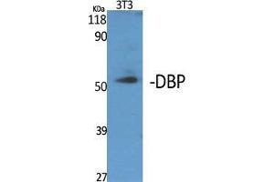 Western Blot (WB) analysis of specific cells using DBP Polyclonal Antibody. (DBP 抗体  (Internal Region))