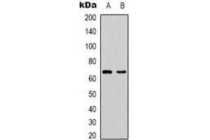 Western blot analysis of PAK1 expression in Hela (A), HEK293T (B) whole cell lysates. (PAK1 抗体)