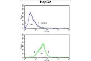 FOSB Antibody (Center ) (ABIN1882084 and ABIN2841129) flow cytometry analysis of HepG2 cells (bottom histogram) compared to a negative control cell (top histogram).