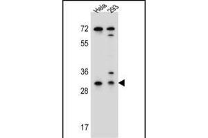 EFNB2 Antibody (Center) (ABIN655599 and ABIN2845084) western blot analysis in Hela,293 cell line lysates (35 μg/lane). (Ephrin B2 抗体  (AA 157-186))