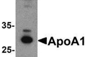 Western blot analysis of ApoA1 in chicken liver tissue lysate with ApoA1 antibody at 1 μg/ml. (APOA1 抗体  (C-Term))