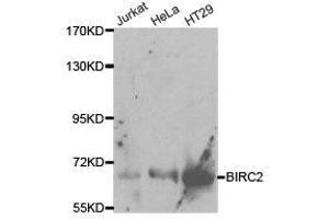 Western Blotting (WB) image for anti-Baculoviral IAP Repeat Containing 2 (BIRC2) antibody (ABIN1871293) (BIRC2 抗体)