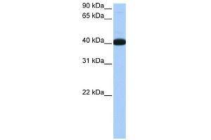 NOL5A antibody used at 0. (NOP56 抗体)