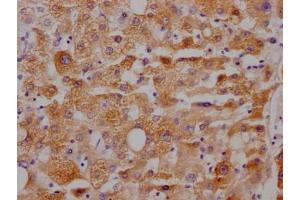 IHC image of ABIN7127448 diluted at 1:100 and staining in paraffin-embedded human liver tissue performed on a Leica BondTM system. (Recombinant CYP3A4 抗体)