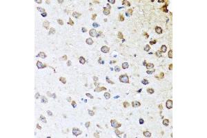 Immunohistochemistry of paraffin-embedded mouse brain using SERPINA10 antibody. (SERPINA10 抗体  (AA 165-444))