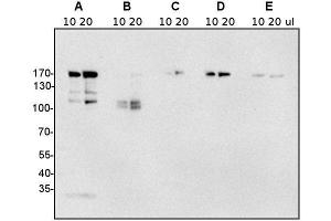 Western Blotting (WB) image for anti-Clathrin Heavy Chain (CLTC) antibody (ABIN7477856) (Clathrin Heavy Chain (CLTC) 抗体)