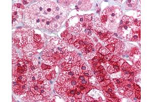 Anti-ARC antibody IHC of human adrenal. (Arc 抗体  (AA 287-336))