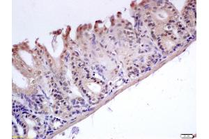 Formalin-fixed and paraffin embedded mouse stomach labeled with Anti-GADD45B Polyclonal Antibody, Unconjugated (ABIN759596) at 1:200 followed by conjugation to the secondary antibody and DAB staining (GADD45B 抗体  (AA 81-160))