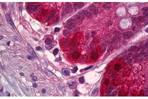 Anti-NEDD8 antibody IHC staining of human small intestine. (NEDD8 抗体  (AA 10-59))