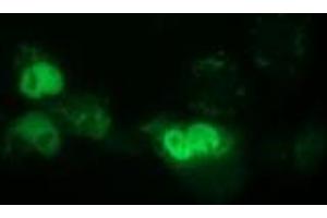 Immunofluorescence (IF) image for anti-EPM2A (Laforin) Interacting Protein 1 (EPM2AIP1) antibody (ABIN1498044) (EPM2AIP1 抗体)