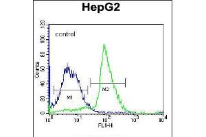 Flow cytometric analysis of K562 cells (right histogram) compared to a negative control cell (left histogram). (PON2 抗体  (N-Term))