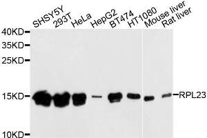 Western blot analysis of extracts of various cell lines, using RPL23 antibody. (RPL23 抗体  (AA 1-140))