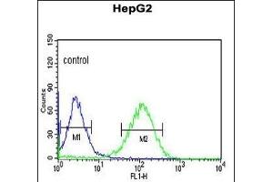 ZN Antibody (Center) (ABIN653731 and ABIN2843038) flow cytometric analysis of HepG2 cells (right histogram) compared to a negative control cell (left histogram). (ZNF202 抗体  (AA 342-370))