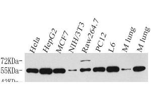 Western Blot analysis of various samples using Cyclin B1 Polyclonal Antibody at dilution of 1:500. (Cyclin B1 抗体)