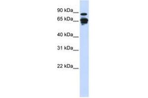 Image no. 1 for anti-Amphiphysin (AMPH) (N-Term) antibody (ABIN6743835) (Amphiphysin 抗体  (N-Term))