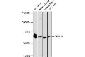Western blot analysis of extracts of various cell lines, using CHRM3 antibody (ABIN6127624, ABIN6138565, ABIN6138566 and ABIN6218676) at 1:3000 dilution. (CHRM3 抗体  (AA 390-475))
