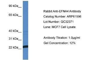 Western Blotting (WB) image for anti-Ephrin A4 (EFNA4) (N-Term) antibody (ABIN2788846) (EFNA4 抗体  (N-Term))