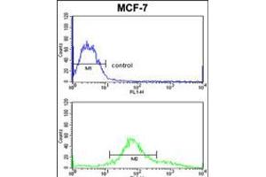Flow cytometric analysis of MCF-7 cells (bottom histogram) compared to a negative control cell (top histogram). (ZYG11A 抗体  (N-Term))