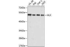 Western blot analysis of extracts of various cell lines using HLX Polyclonal Antibody at dilution of 1:1000. (HLX 抗体)