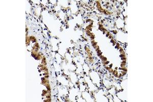 Immunohistochemistry of paraffin-embedded mouse lung using UBQLN4 Rabbit pAb (ABIN7271124) at dilution of 1:150 (40x lens). (UBQLN4 抗体  (AA 300-390))