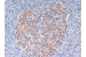 IHC-P analysis of Human Pancreas Tissue, with DAB staining. (C9 抗体  (AA 22-265))