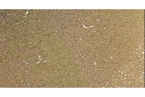 (ABIN185537) (5 μg/mL) staining of paraffin embedded Human Cortex. (ROBO1 抗体  (Internal Region))
