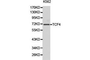 Western Blotting (WB) image for anti-Transcription Factor 4 (TCF4) antibody (ABIN1875039) (TCF4 抗体)