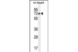 CCD Antibody (Center) (ABIN654566 and ABIN2844272) western blot analysis in mouse heart tissue lysates (35 μg/lane). (CCDC148 抗体  (AA 279-307))