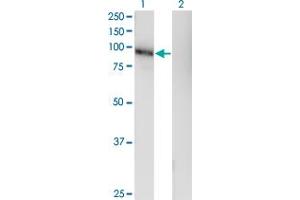 Western Blot analysis of LRRC4C expression in transfected 293T cell line by LRRC4C monoclonal antibody (M05), clone 1G5. (LRRC4C 抗体  (AA 541-640))